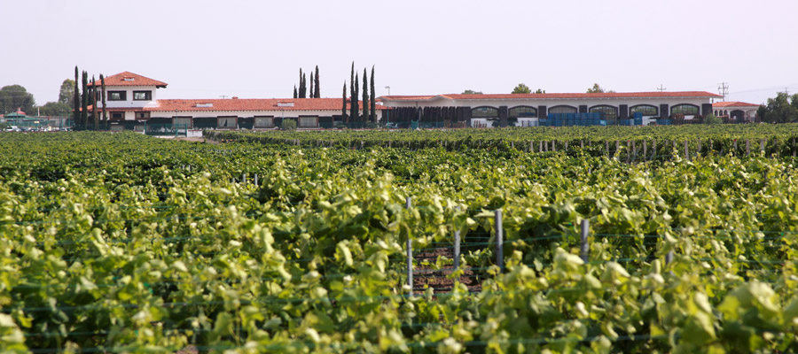 Mexican Tequila and Wine Tasting1